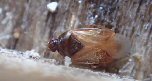 Réf. 327 952 : Orius laticollis